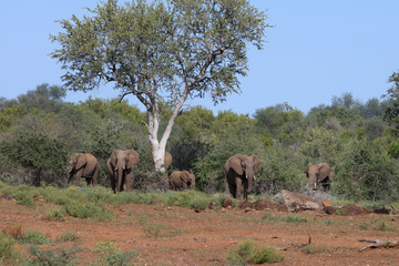 Afrikanischer Elefant / African elephant / Loxodonta africana