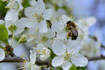 Bees and flowers in spring