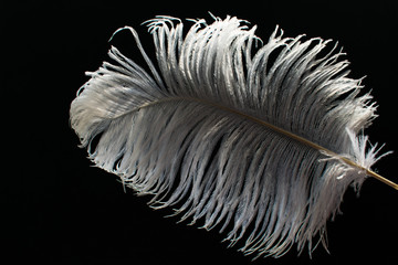 White ostrich feather on black background 