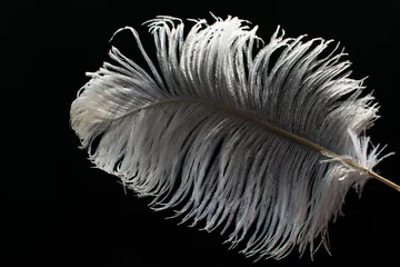 Fotobehang White ostrich feather on black background  © Olivka888