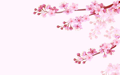 Obraz na płótnie Canvas Realistic chinese pink sakura background on soft rose background. Oriental pattern flower blossom spring background. 3D nature backdrop vector illustration