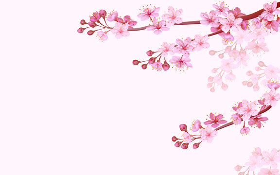 Realistic chinese pink sakura background on soft rose background. Oriental pattern flower blossom spring background. 3D nature backdrop vector illustration