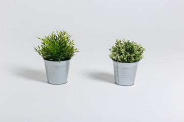 Two fresh green plants in small decorative metal buckets on a white background with a copyspace for a text.
