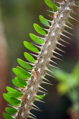 Fototapeta premium Spiny twig of Euphorbia on photo. An oblique image of a twig diagonally across the image.