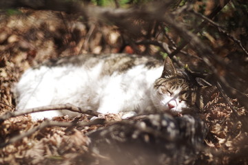 lovely cute street cat