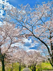 桜　cherry blossoms