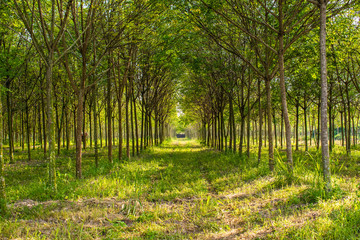 trees in the park