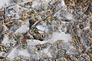 Dry grass under the ice in the spring forest. Abstract natural background