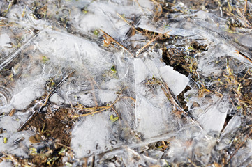 Dry grass under the ice in the spring forest. Abstract natural background
