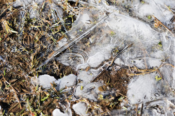 Dry grass under the ice in the spring forest. Abstract natural background