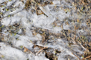 Dry grass under the ice in the spring forest. Abstract natural background
