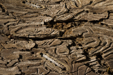 Tree destruction by insect bark bootle woodworm.  Traces of a pest on a tree bark. natural backgrounds