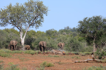 Afrikanischer Elefant / African elephant / Loxodonta africana