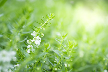 Close up beautiful view of nature green leaves on blurred greenery tree background with sunlight in public garden park. It is landscape ecology and copy space for wallpaper and backdrop.