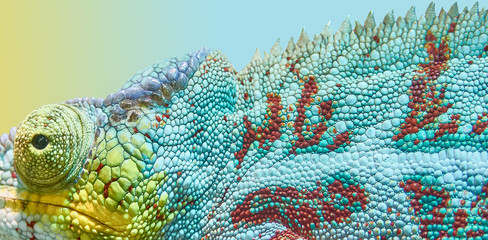 Animal chameleon, color game.