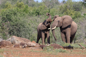 Afrikanischer Elefant / African elephant / Loxodonta africana.