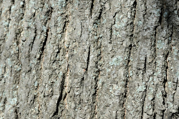 Texture of tree bark illuminated by the sun close up. Natural background