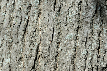 Texture of tree bark illuminated by the sun close up. Natural background