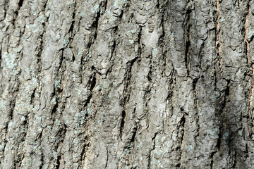 Texture of tree bark illuminated by the sun close up. Natural background