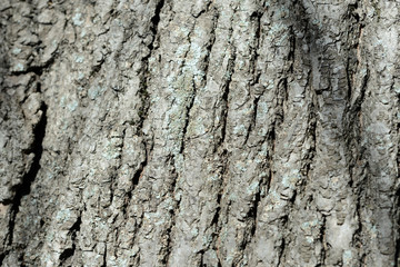 Texture of tree bark illuminated by the sun close up. Natural background
