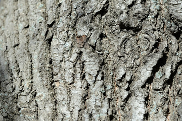 Texture of tree bark illuminated by the sun close up. Natural background