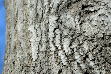 Texture of tree bark illuminated by the sun close up. Natural background