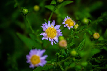 Obraz premium Daisy flowers with yellow center and white petals in vegetation background.