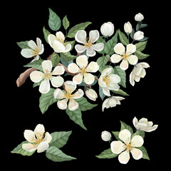 Apple blossom watercolor set