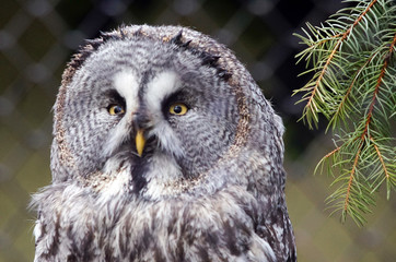 portrait of an owl