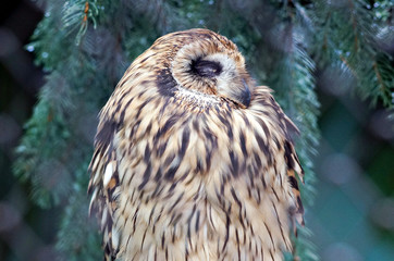 bird of prey