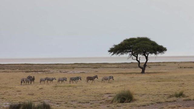 Herd of Zebra walking through the grass plains of Etosha National Park, Namibia