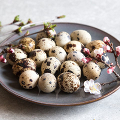 natural organic fresh quail eggs. Protein diet.