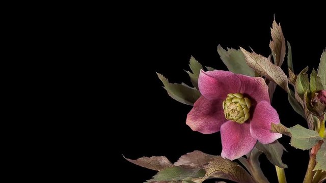 Violet hellebore bloom buds ALPHA matte, FULL HD (Helleborus Queen of the Night)