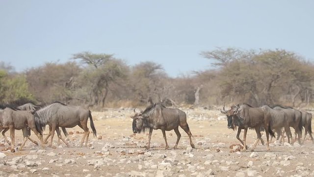 Herd of Wildebeest migrating through dry landscape of Etosha National Park salt pan to drink at waterhole, Namibia