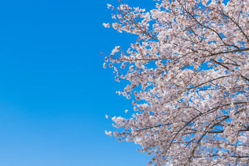 新横浜公園の桜