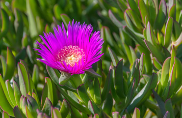 Bright Pink and Yellow Flower on a Bed of Succulent Plants