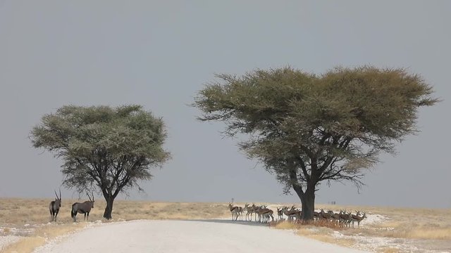 Herd of Springboks and Oryx hiding in the shadow under tree in dry landscape of Etosha National Park, Namibia