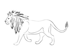 Lion. Hand drawn black and white vector illustration.