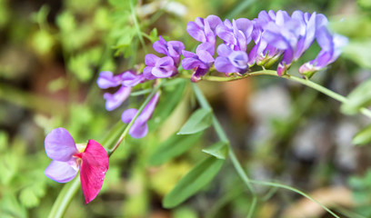 Bright Pink and Purple Wildflower Growing in a Garden in Sicily