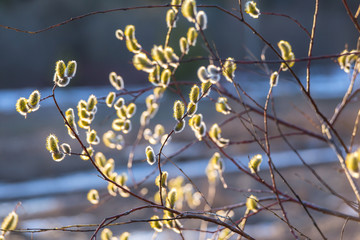 Willows in the trees close up