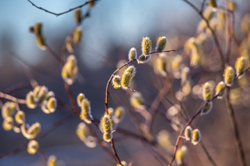 Willows in the trees close up