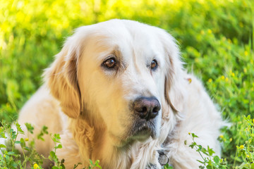 Head Shot of a Handsome White Golden Retriever with Green Yellow Background