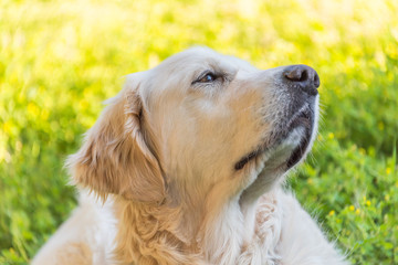 Head Shot of a Handsome White Golden Retriever with Green Yellow Background