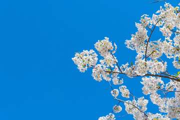 新横浜公園の桜
