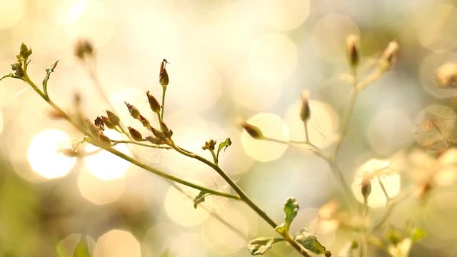 Close up grass flowers near the river  in  Chiangmai  Thailand