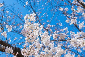 新横浜公園の桜
