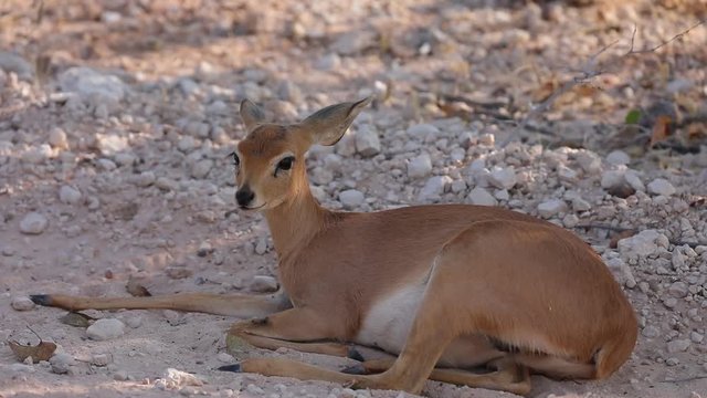 Steenbok resting in the shadow in Etosha National Park, Namibia