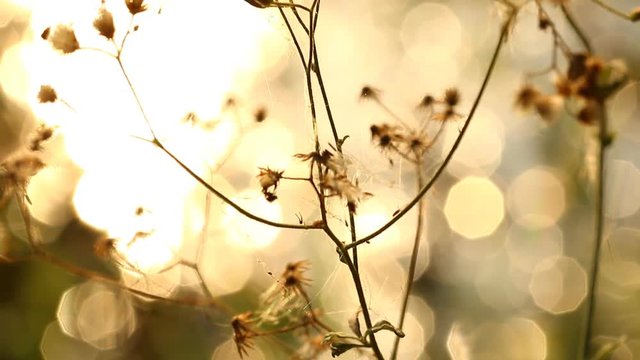 Close up grass flowers near the river  in  Chiangmai  Thailand