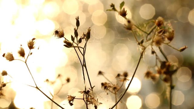 Close up grass flowers near the river  in  Chiangmai  Thailand