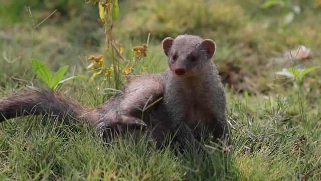 Banded Mongoose feeding, running and standing guard in Etosha National Park, Namibia